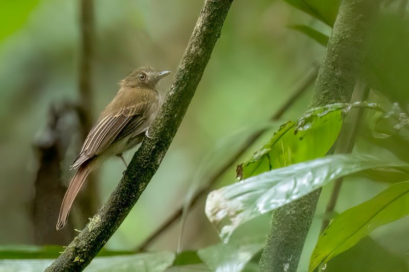 Brownish Twistwing - Schroefvleugeltiran - Platyrhynque brun