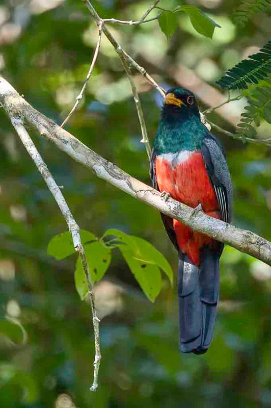 Black-tailed Trogon - Zwartstaarttrogon - Trogon  queue noire (m)