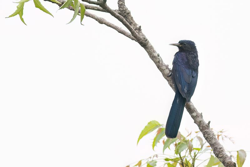 Black Scimitarbill - Zwarte Boomhop - Irrisor noir