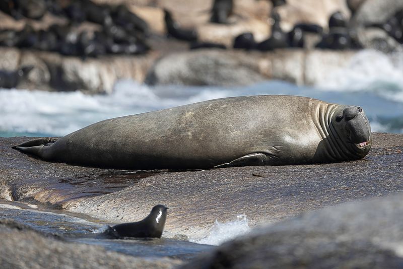 Southern elephant seal