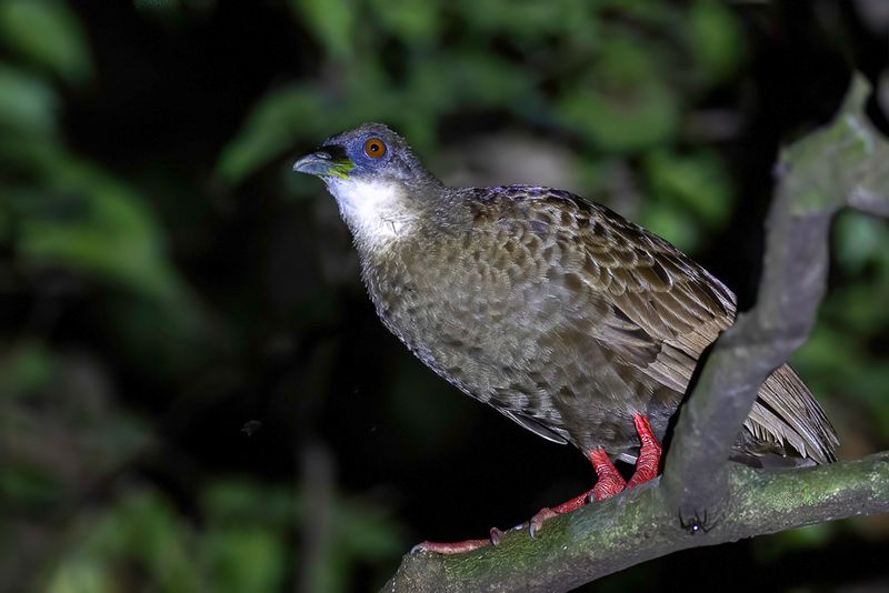 Nkulengu Rail - Nkulengural - Rle  pieds rouges