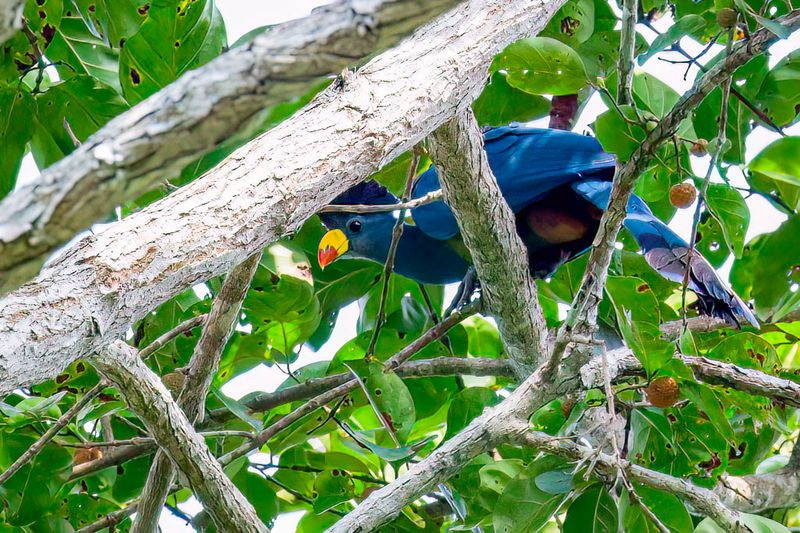 Great Blue Turaco - Reuzentoerako - Touraco gant