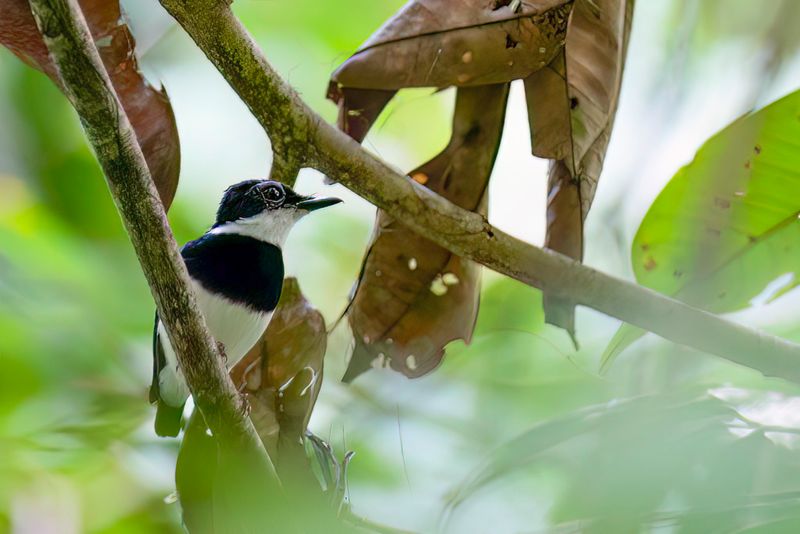 Chestnut Wattle-eye - Witstuitlelvliegenvanger - Pririt chtain (m)