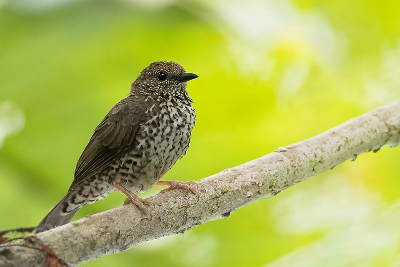 Red-fronted Antpecker - Roodstermierenpikker - Parmoptile  front rouge (f)