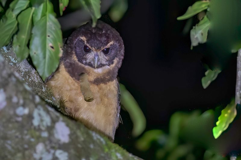 Birds of Brazil 2018