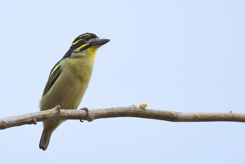 Red-rumped Tinkerbird - Roodstuitketellapper - Barbion  croupion rouge