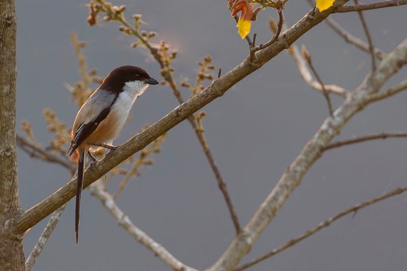 Birds of the Philippines 2013