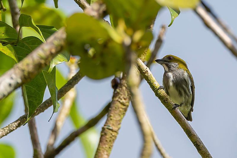 Olive-backed Flowerpecker - Groenrughoningvogel - Dice olive