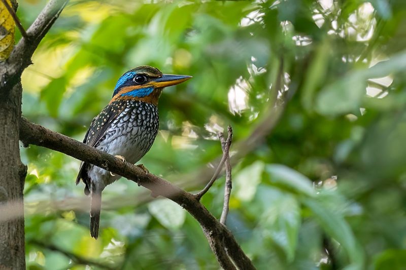 Spotted Wood Kingfisher - Luzonbosijsvogel - Martin-chasseur tachet