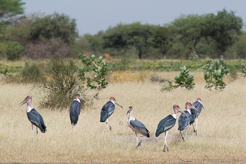 Birds of Chad 2016
