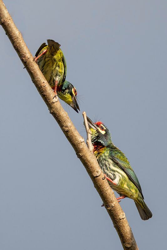 Coppersmith Barbet - Kopersmid - Barbu  plastron rouge