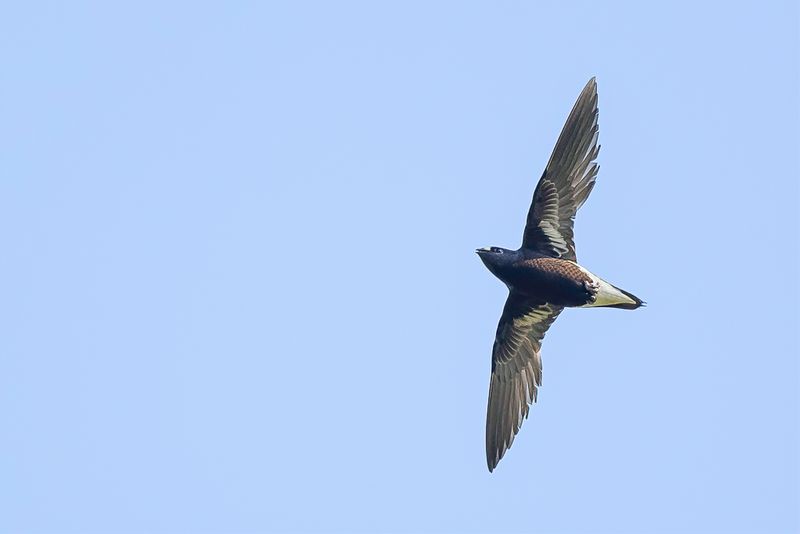 Purple Needletail - Zwarte Stekelstaartgierzwaluw - Martinet des Clbes
