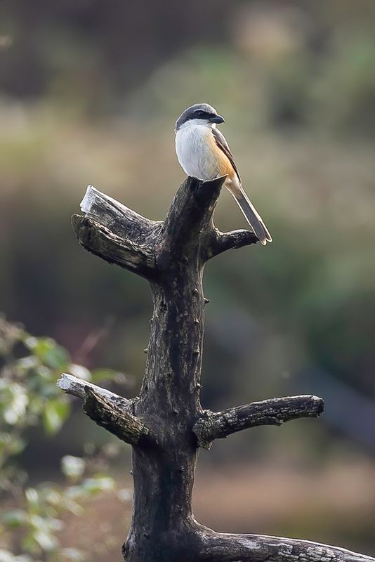 Mountain Shrike - Filipijnse Klauwier - Pie-griche des Philippines