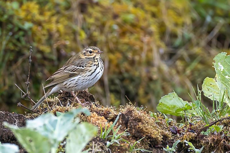 Olive-backed Pipit - Siberische Boompieper - Pipit  dos olive