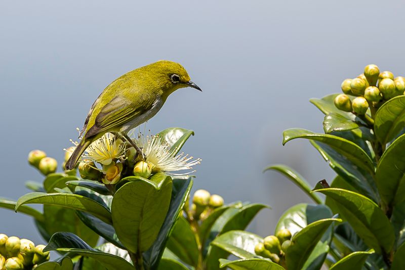 Warbling White-eye - Zangbrilvogel - Zostrops du Japon