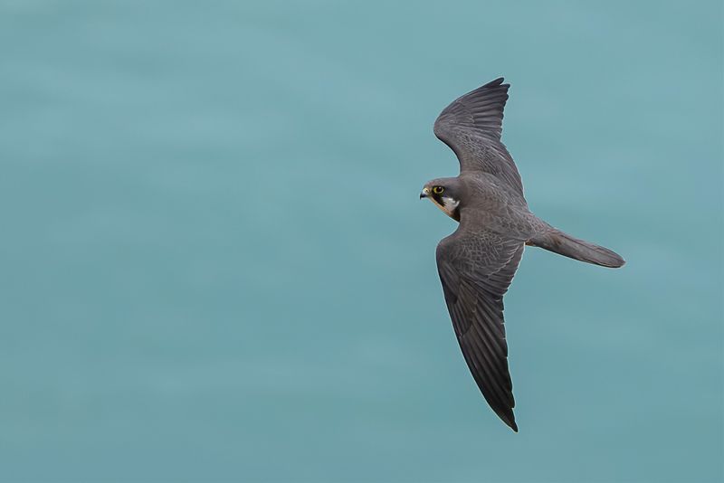 Eleonoras Falcon - Eleonoras Valk - Faucon dlonore