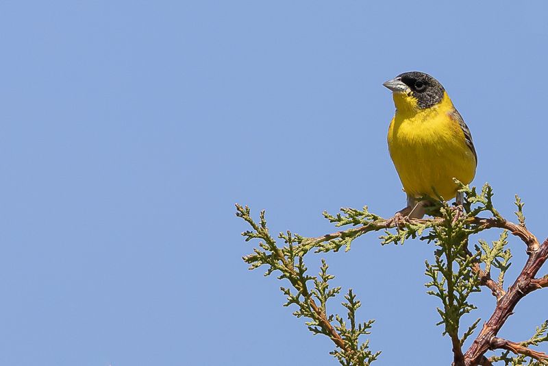 Black-headed Bunting - Zwartkopgors - Bruant mlanocphale