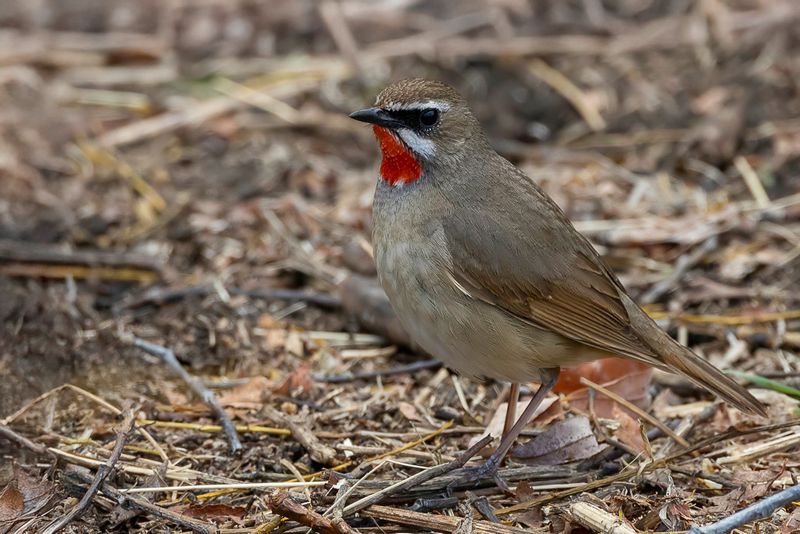 Siberian Rubythroat - Roodkeelnachtegaal - Rossignol calliope (m)