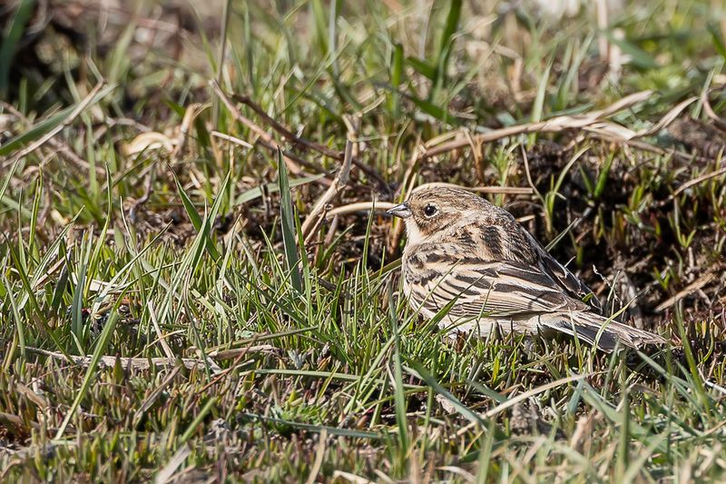 Pallass Reed Bunting - Pallas Rietgors - Bruant de Pallas (f)