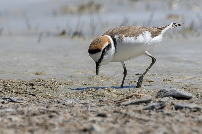 Kentish Plover - Strandplevier - Gravelot  collier interrompu