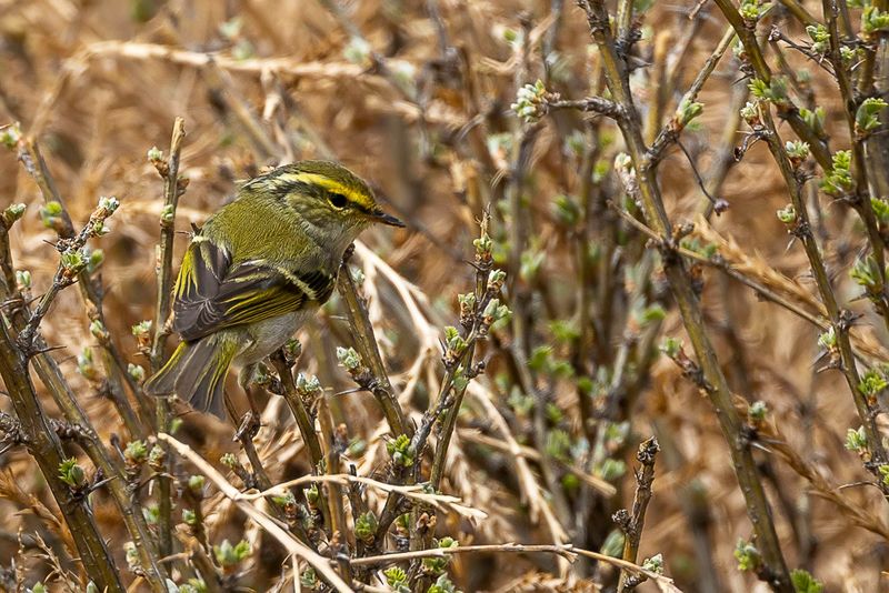Pallass Leaf Warbler - Pallas Boszanger - Pouillot de Pallas