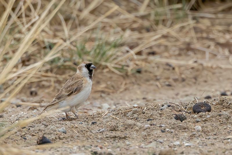 Pere Davids Snowfinch - Pater Davids Sneeuwvink - Niverolle de David