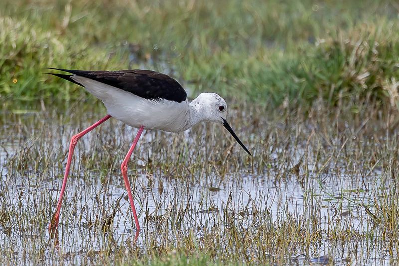 Black-winged Stilt - Steltkluut - chasse blanche