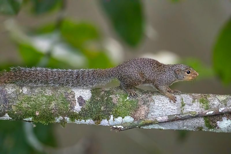Slender-tailed squirrel