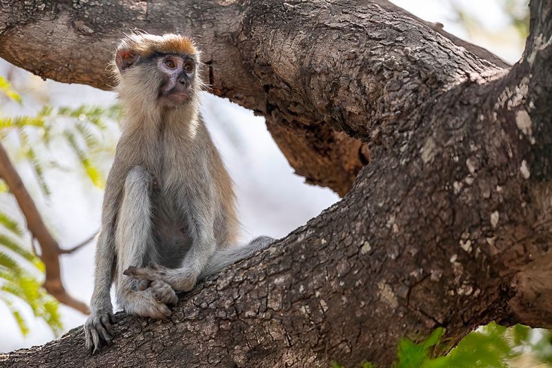 Mammals rest of Africa