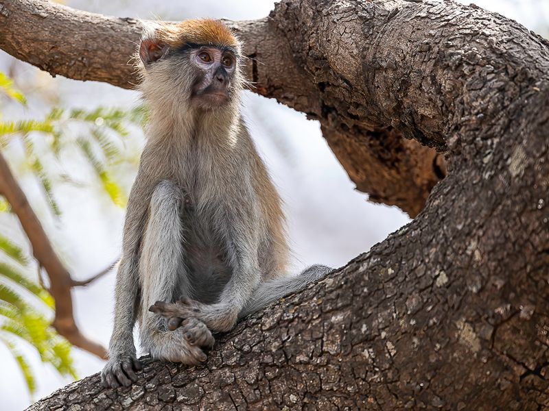 Common patas monkey