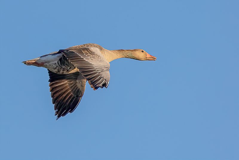 Greylag Goose - Grauwe Gans - Oie cendre
