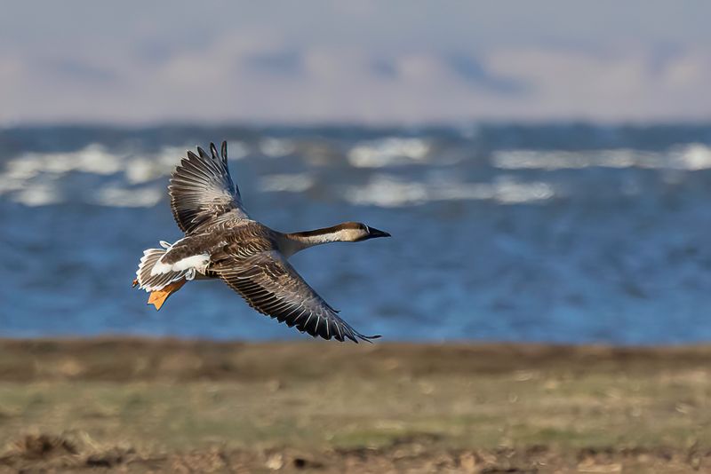 Swan Goose - Zwaangans - Oie cygnode