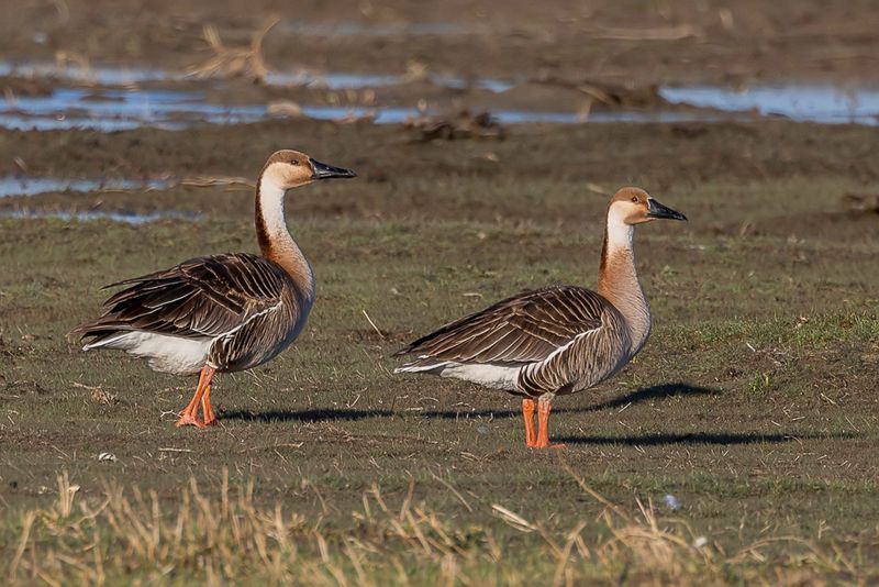 Swan Goose - Zwaangans - Oie cygnode