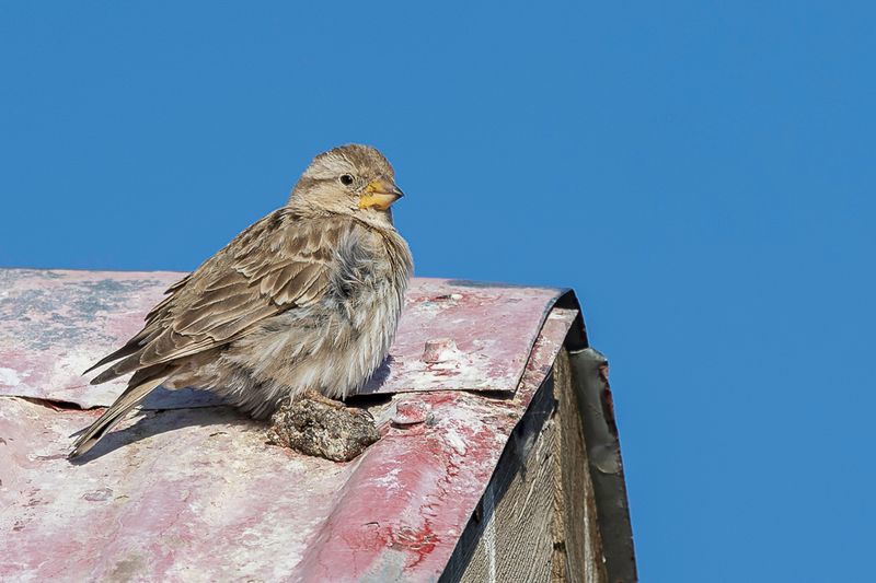 Rock Sparrow - Rotsmus - Moineau soulcie