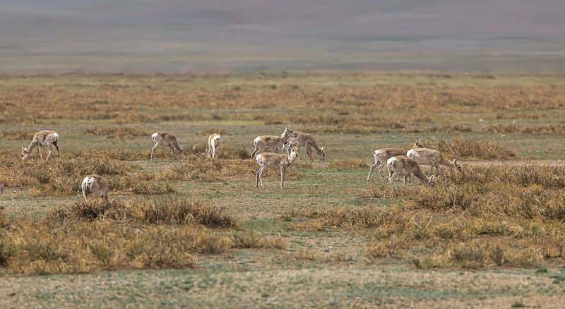 Mongolian gazelle
