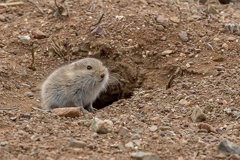 Brandt's vole