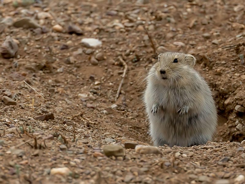 Brandt's vole