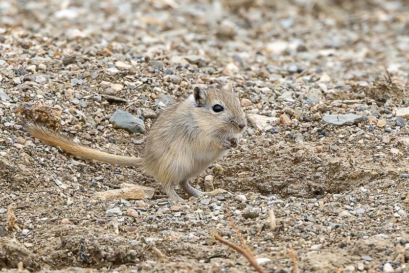 Mid-day gerbil