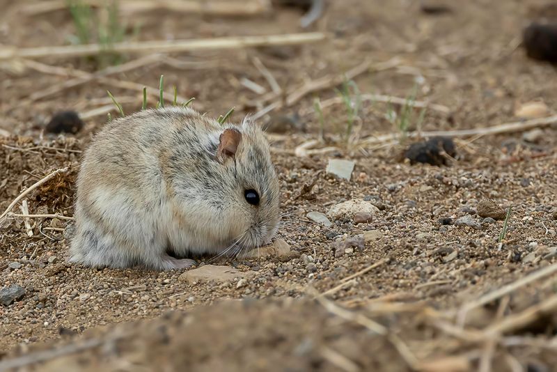 Campbell's dwarf hamster