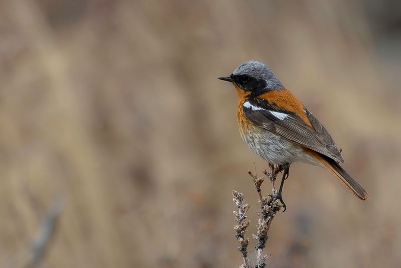 Eversmanns Redstart - Eversmanns Roodstaart - Rougequeue dEversmann (m)