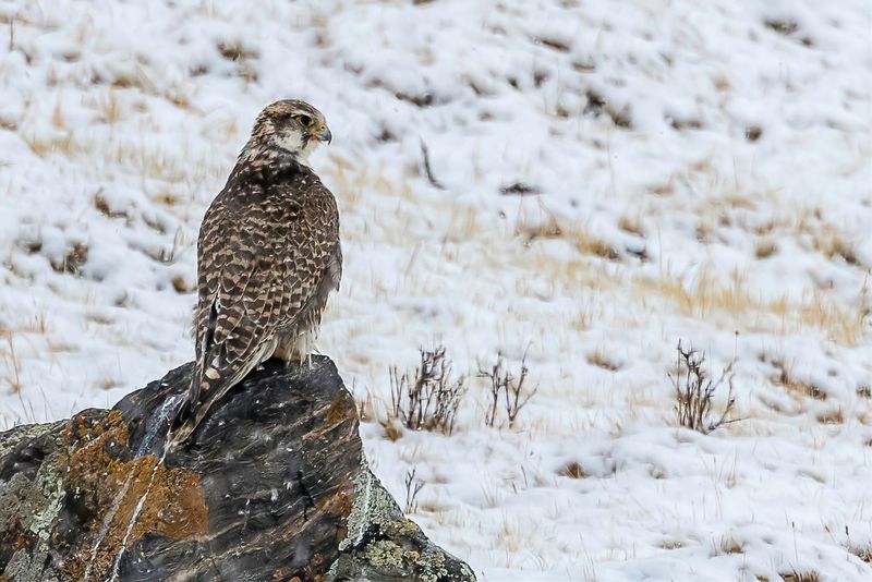 Saker Falcon - Sakervalk - Faucon sacre