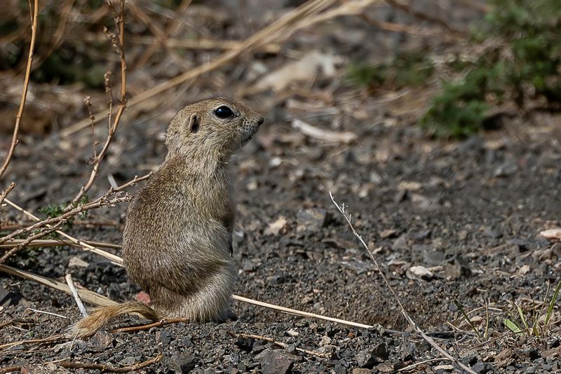 Alashan ground squirrel