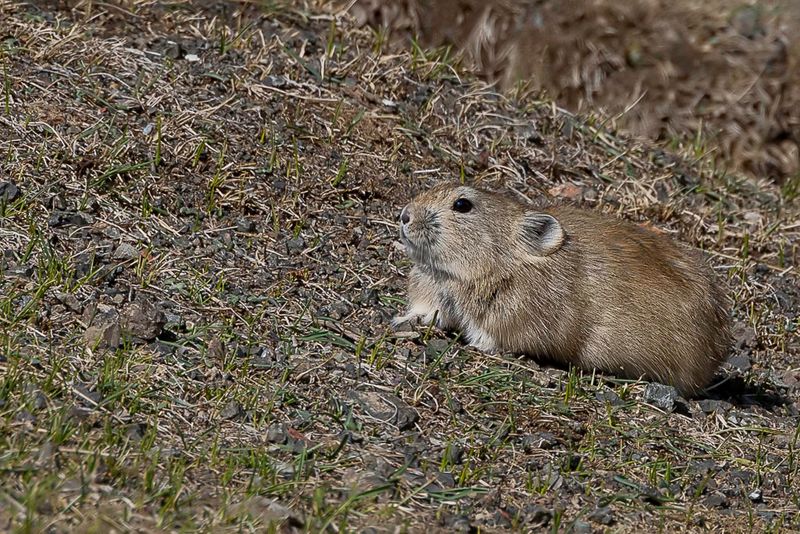 Pallas's pika