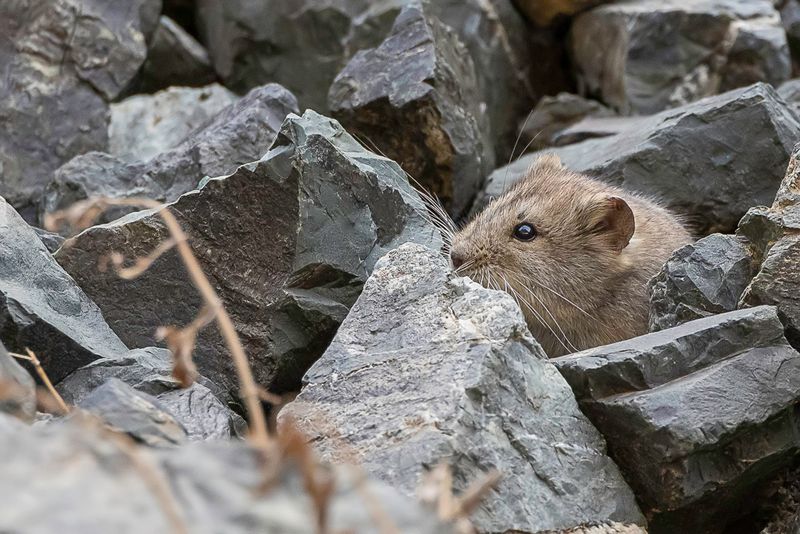 Gobi Altai mountain vole