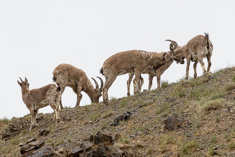 Siberian ibex