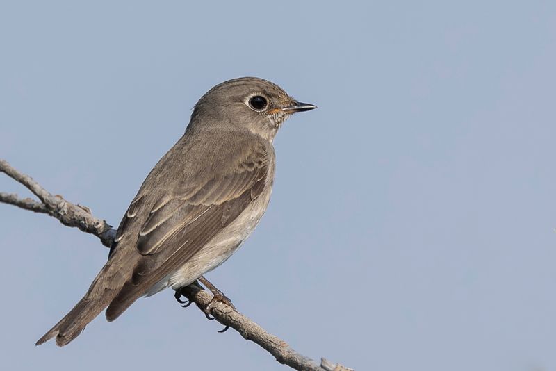 Dark-sided Flycatcher - Roetvliegenvanger - Gobemouche de Sibrie