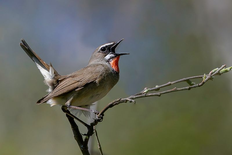 Birds of Mongolia 2024