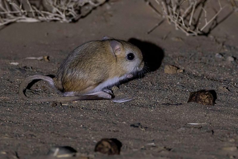 Northern three-toed gerboa