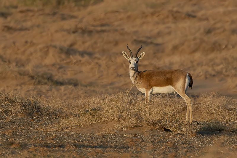 Goitered gazelle