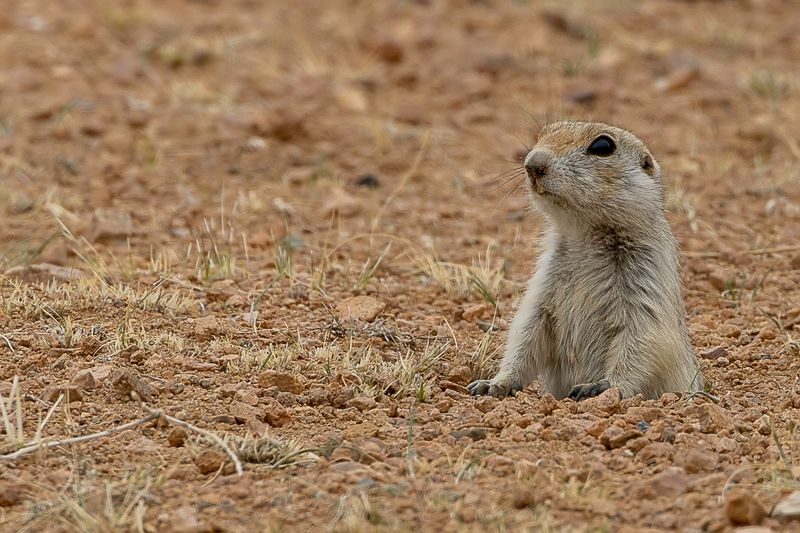 Pallid ground squirrel